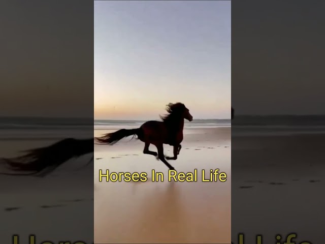 Horse Real Life Vs Chess