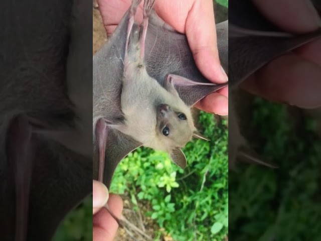 Bat 🦇 | First Time #tamil #rescue | #shorts