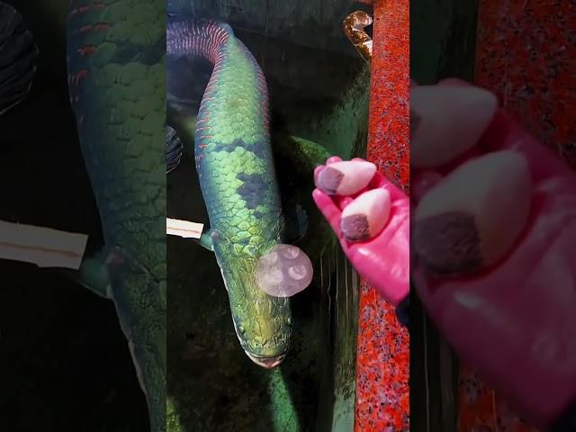 Huge Arapaima fish feeding - World's largest freshwater fish