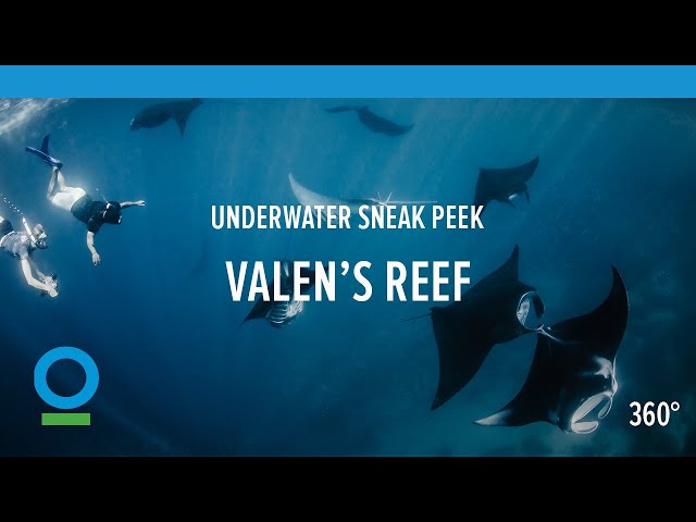 Valen's Reef - Underwater Sneak Peek in 360 Video | Conservation International (CI)