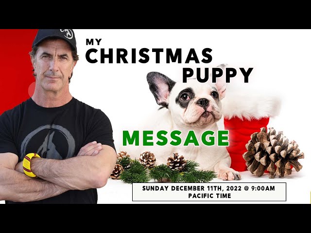 Christmas Puppies - a BAD Idea