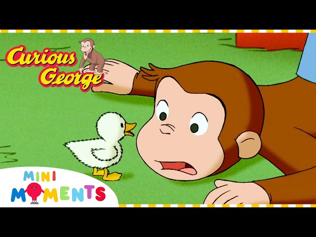 George Looks after a Duckling 🦆 | Curious George | Compilation | Mini Moments