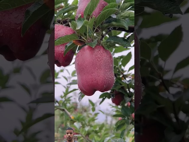 red apple #apple #fruit #satisfying #fruitsninja #oddlysatisfying #fruit #agrilife #gardening
