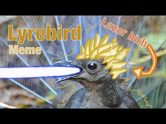 Lyrebird Shoots Lazers All Over The Place