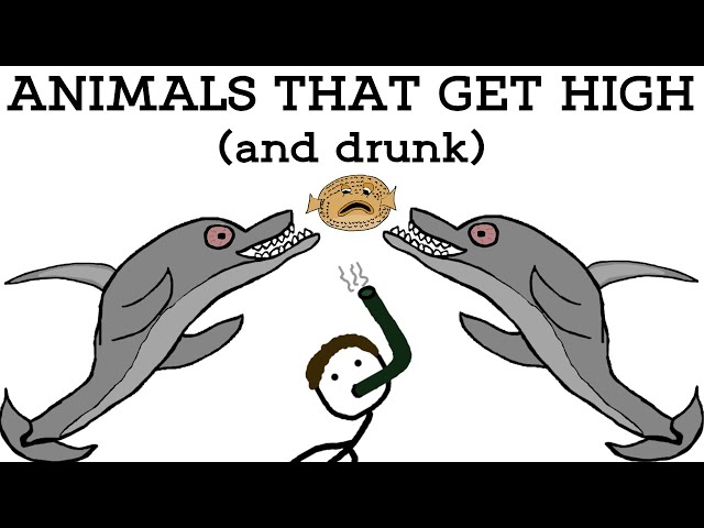 Animals That Love Getting High (and Drunk)