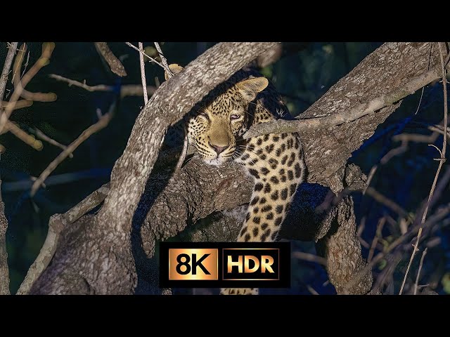 Kruger National Park - 4K HDR - Leopard