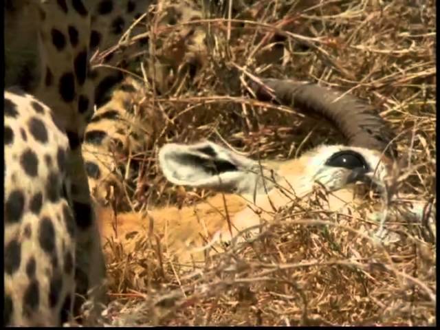 Im Königreich der Raubkatzen - Cats of Prey - Die Gepardenfamilie