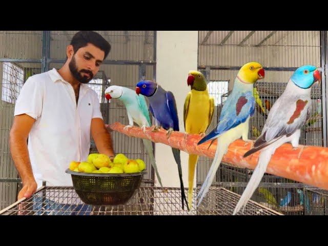Alexanadar Parrots ki breed krwa k Lakho kamaye Talking Parrot, Bolnay Wala Tota, Hsn Entertainment