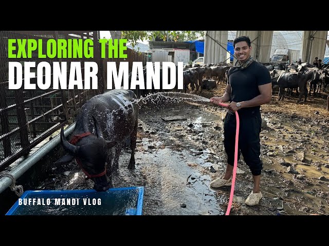 A day as Buffalo Caretaker at Deonar Mandi vlog // Bakra Eid 2024