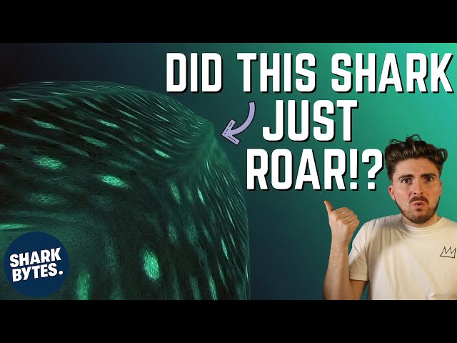 Uncovering The Mystery: Do Sharks Really Make Noise?