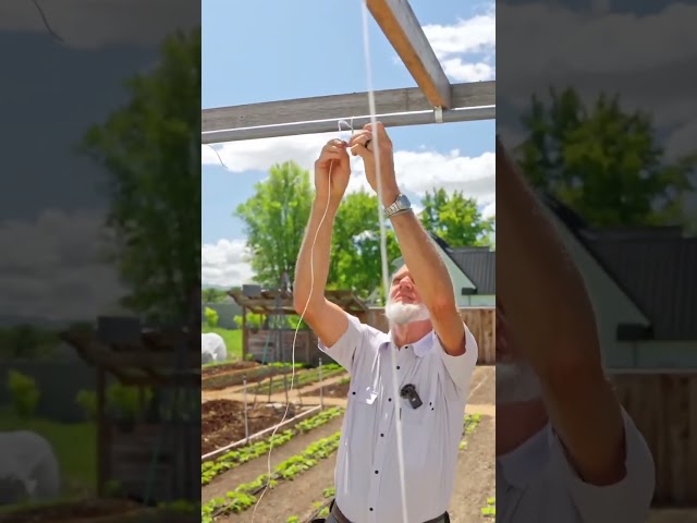 Discover Tomato Trellising Method Revealed By World Record Breaking Tomato Grower!