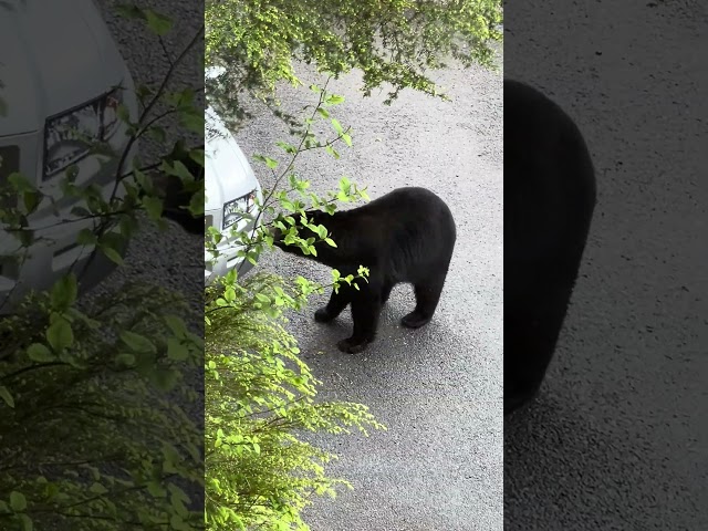 GIGANTIC BLACK BEAR, walking in our driveway. #juneau #alaska #youtubeshorts