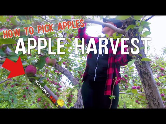 Apple Harvest - Apple Picking At An Orchard Near Montreal, Quebec [lifeoutdoorsVLOG]