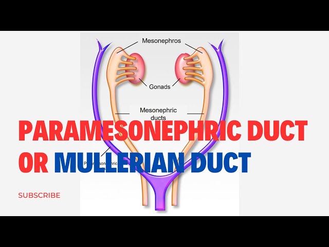 PARAMESONEPHRIC DUCT Or MULLERIAN DUCT Simplified | Embryology