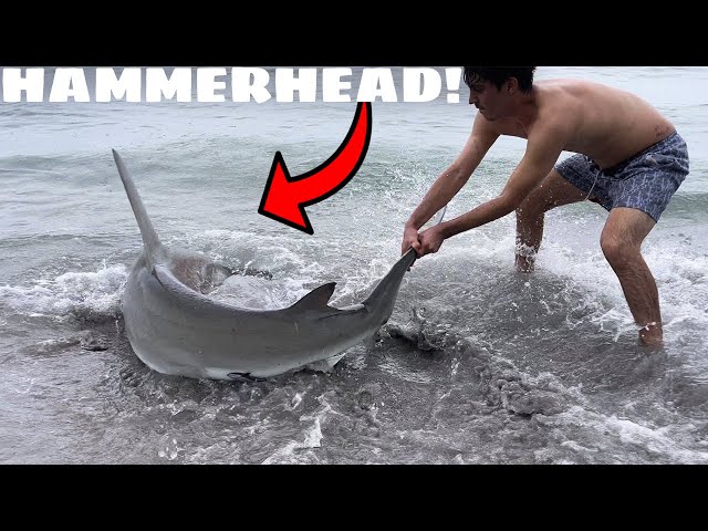 Hammerhead Shark Caught on Public Beach!
