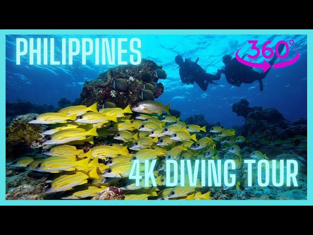 🌊🔍🐠 Unveiling the Secrets: Explore the Pristine Coral Reefs of the Philippines in Immersive 360° 4K