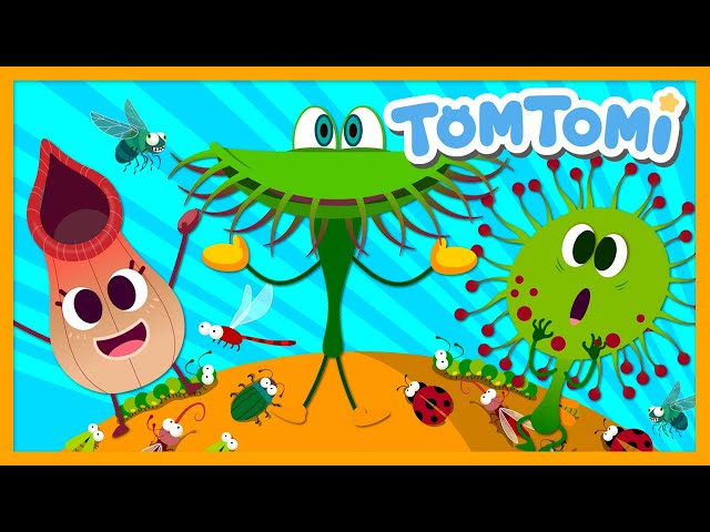 Carnivorous Plants | Flytrap | Nepenthes | Funny song | TOMTOMI Songs for Kids