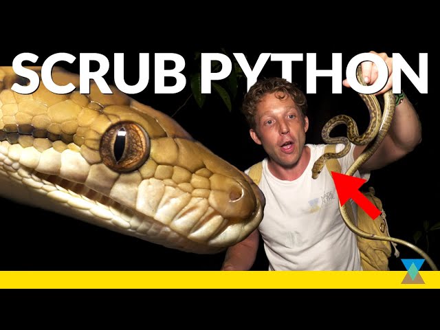 Snakes of the Australian Rainforest! ft. Scrub Python