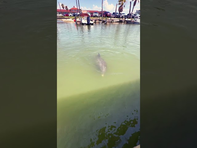Watch this playful dolphin in the Gulf of Mexico! 🐬 Pure joy! #DolphinMagic #GulfOfMexico #Wildlife
