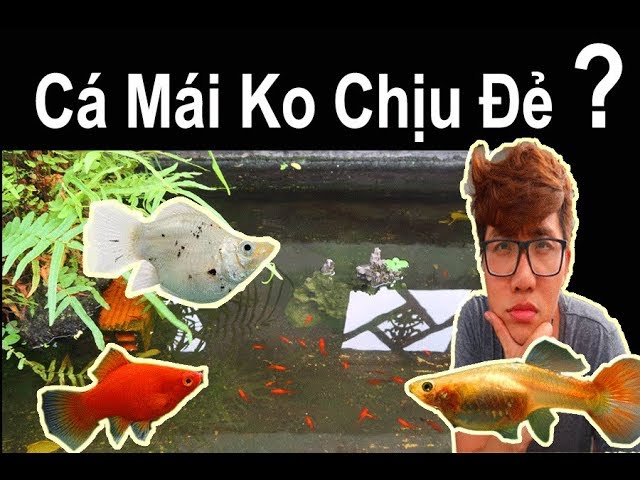 Vlog 105: Tạo Môi Trường Sinh Sản Cho Cá Cảnh ( Cá 7 màu, Bình Tích ) Ryan Nguyen_The Fish Lover