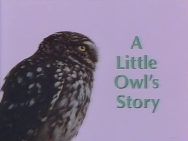 A Little Owl's Story (1988)