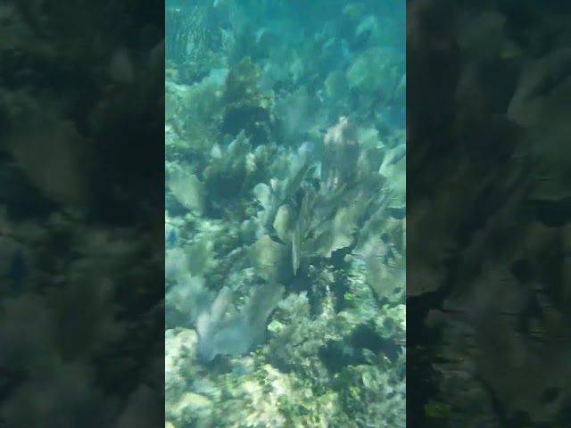 Snorkelling the Reef, Puerto Morelos México