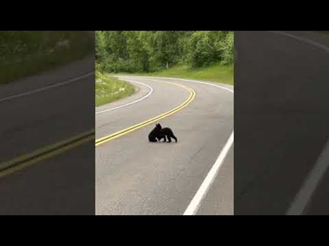 Bear Cub Showdown on Roadside || ViralHog