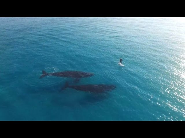 Drone Captures Gigantic Whales Swimming Incredibly Close to Paddle Boarder