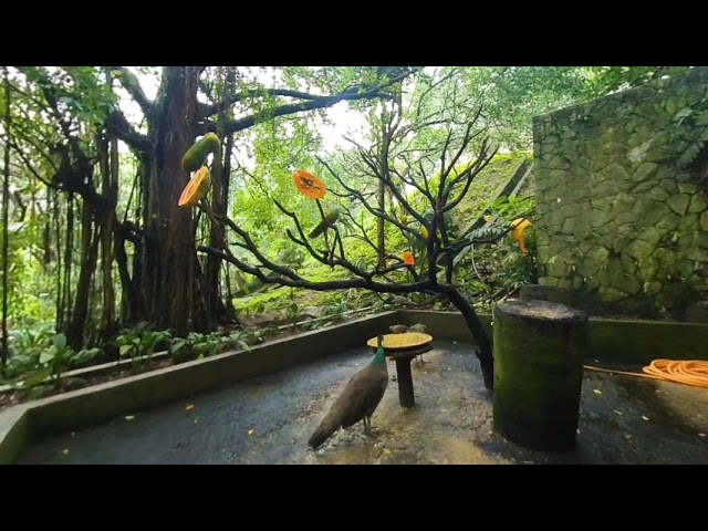 180 VR - Malaysia 2023 - Kuala Lumpur - Bird Park - part 1/2