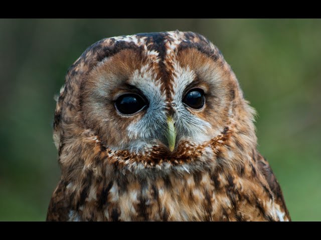 Notes on Nature TV 4: owls, fighting kingfishers, saving the pine hoverfly and your wildlife photos