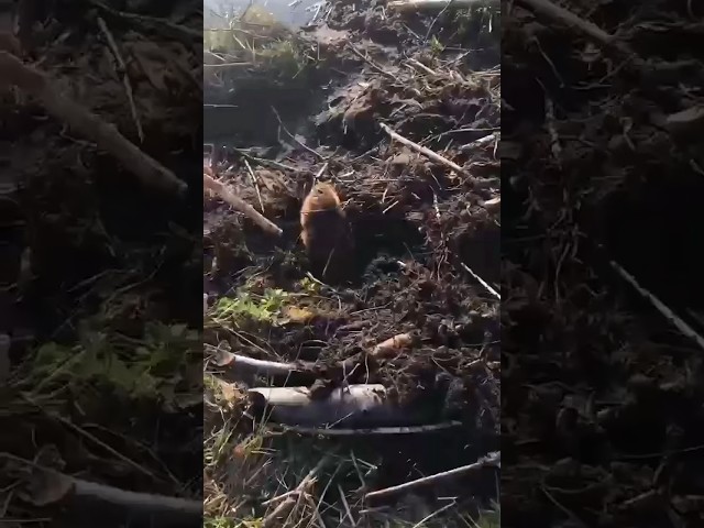 Rescuing the little beaver who was buried in the mud #animals #shorts