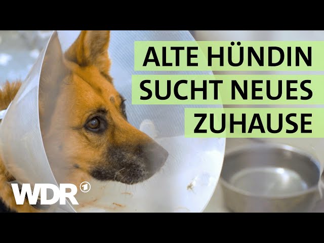 Alte Schäferhündin trauert: Eine TV-Sendung soll aushelfen | S02/E05 | Hallo Tierheim | WDR