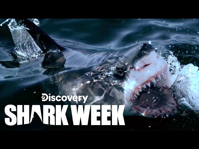 Searching for the Missing Great Whites of South Africa | Shark Week