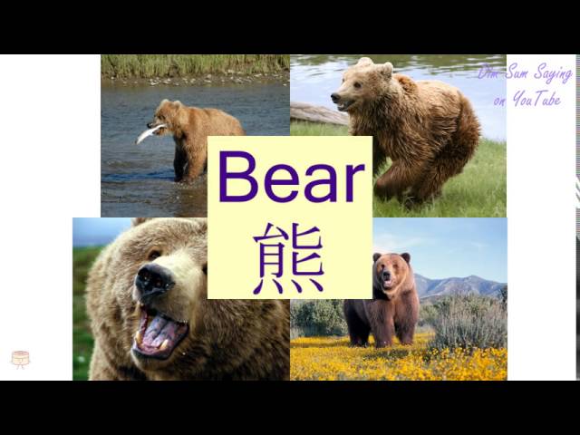 "BEAR" in Cantonese (熊) - Flashcard