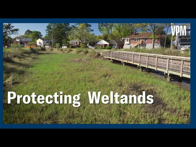 Protecting Wetlands