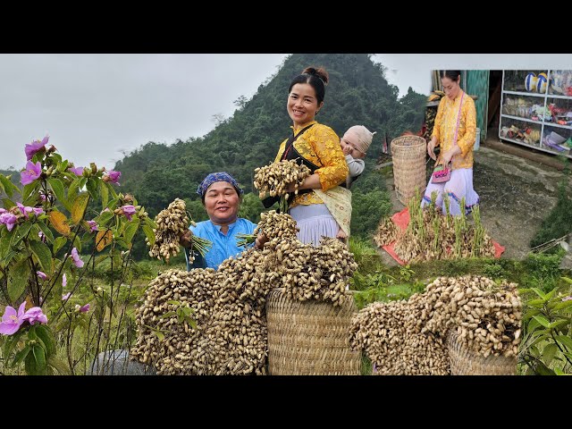 The joy of peanut season: harvesting, selling, processing and enjoying delicious dishes from peanuts