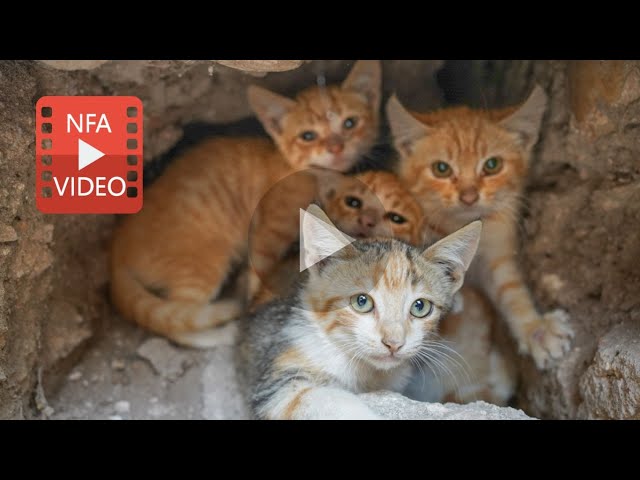 Act now to save thousands of Moroccan kittens from a life of pain and misery.