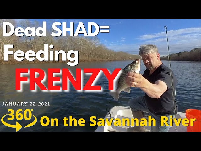 360/VR Savannah River - Dead Shad = Feeding Frenzy