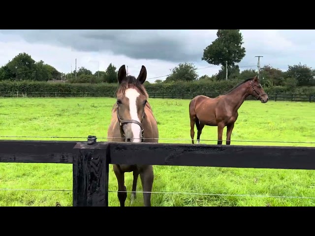 Horses in Ireland