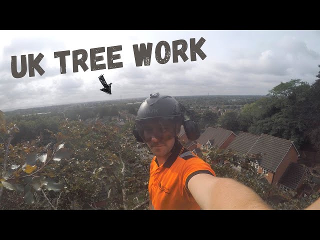 SRT Copper Beech Pruning [Three UK Tree Climbers]