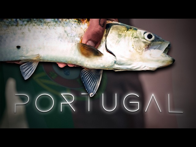 Buscando el "TARPÓN" europeo en PORTUGAL | Lured Vlog 320