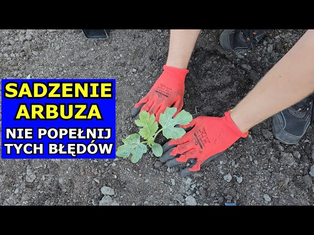 Jak sadzić Arbuzy, aby mieć Świetne Plony. Uprawa Arbuza w Polsce, Sadzenie. Błędy w Uprawie Arbuzów