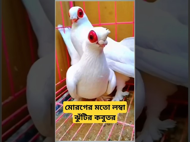 মোরগের মতো লম্বা ঝুঁটির কবুতর #birds #facts #pigeon #kobutor #shorts