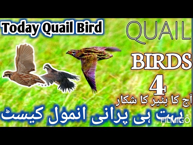 Aaj Ka Batair Ka Shikar | Today Quail Hunting | بہت ہی پرانی کیسٹ کی آواز  | QUAIL BIRDS 4