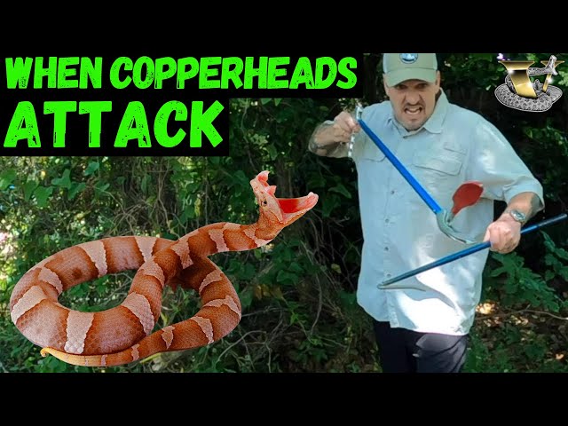 Do Copperheads Attack? Flipping Tin in South Carolina Bushmaster Fangs in your Face