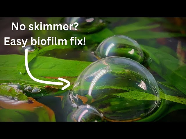 No skimmer? Remove biofilm, surface film, scum with quick and easy methods!
