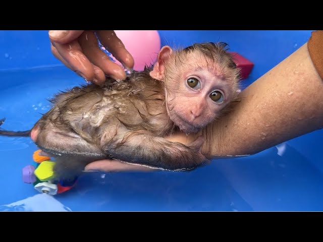 Mother bathes baby monkey Tina in a large swimming pool