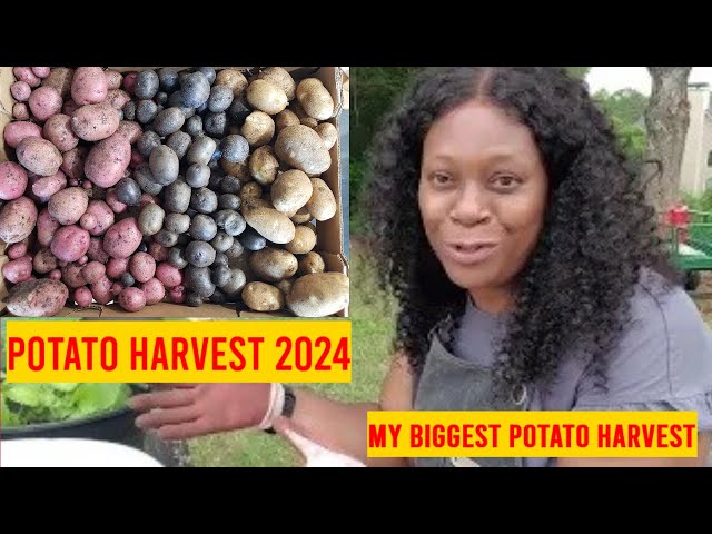Potato Harvest | When to Harvest | Determinate Potato | Part 1