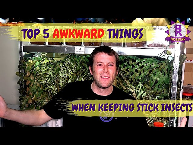TOP 5 Awkward things YOU have to do as a Stick Insect keeper!