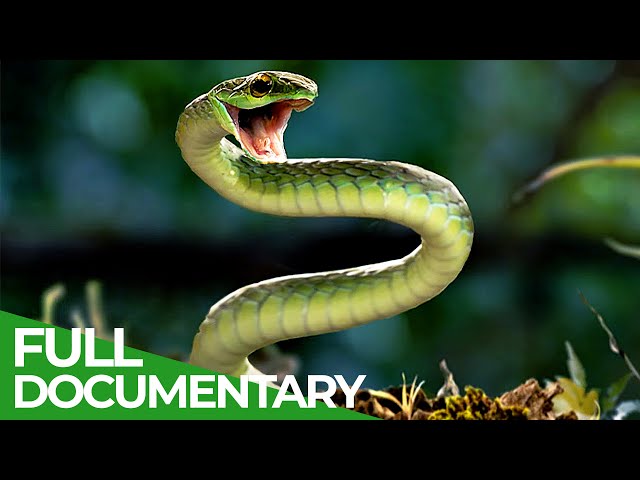 Reptiles | Race of Life | Episode 8 | Free Documentary Nature